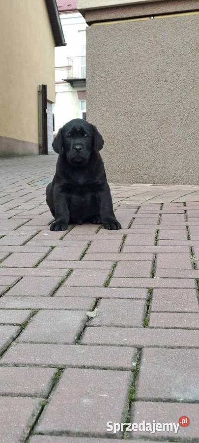 Labrador retriever czarny Pasztowa Wola