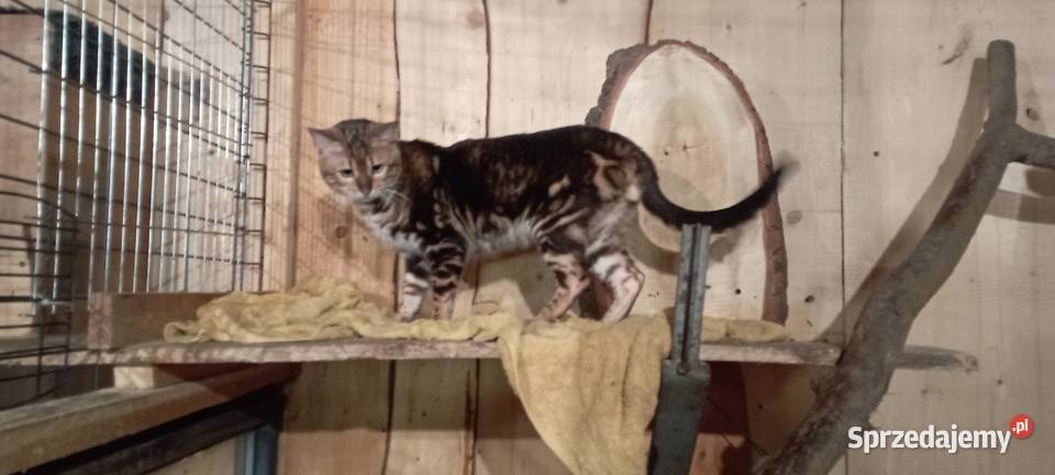 Kocurek Bengalski Marmurkowy urodziny 092023 Kędzierzyn-Koźle