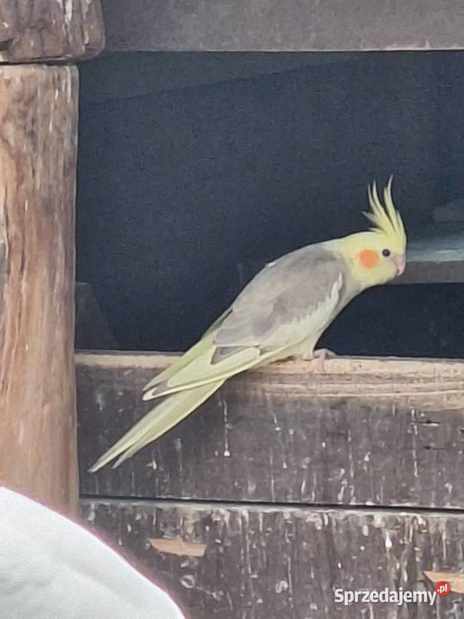 Nimfy młode szeki z 2025roku Szubin