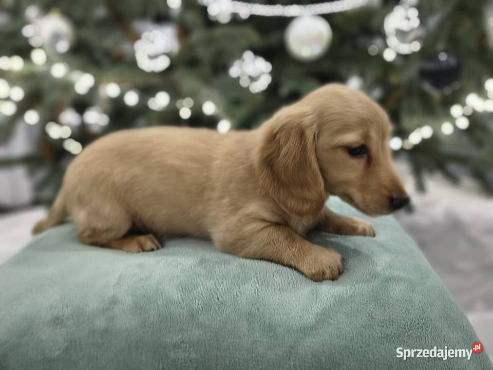 Jammik długowłosy miniaturowy kremowy Dackel Żabików