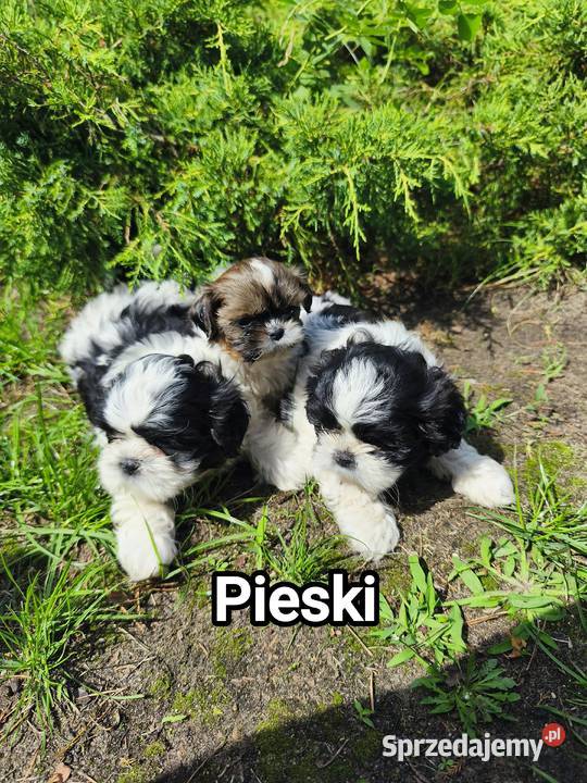 Szczenięta shih tzu