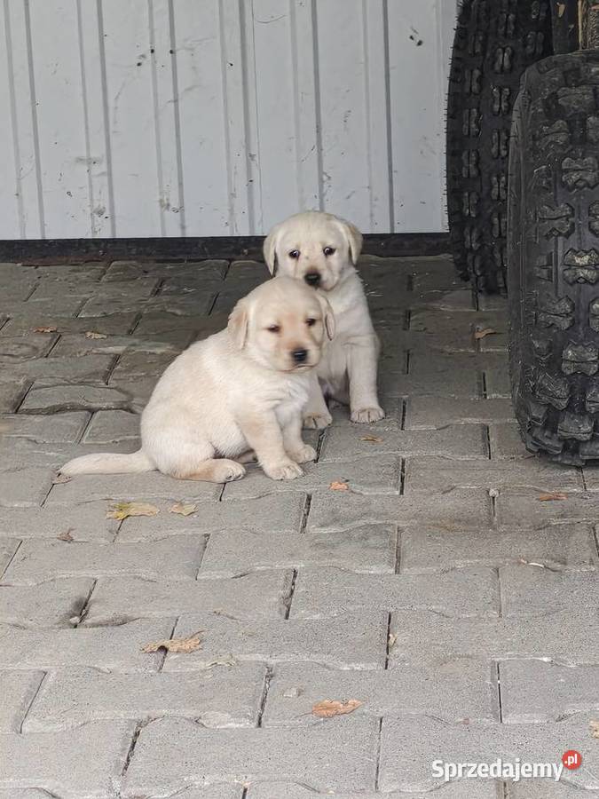 Szczeniaki labrador retriever Łużna