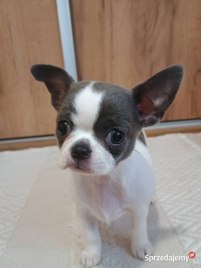 Chihuahua dziewczynka piękna