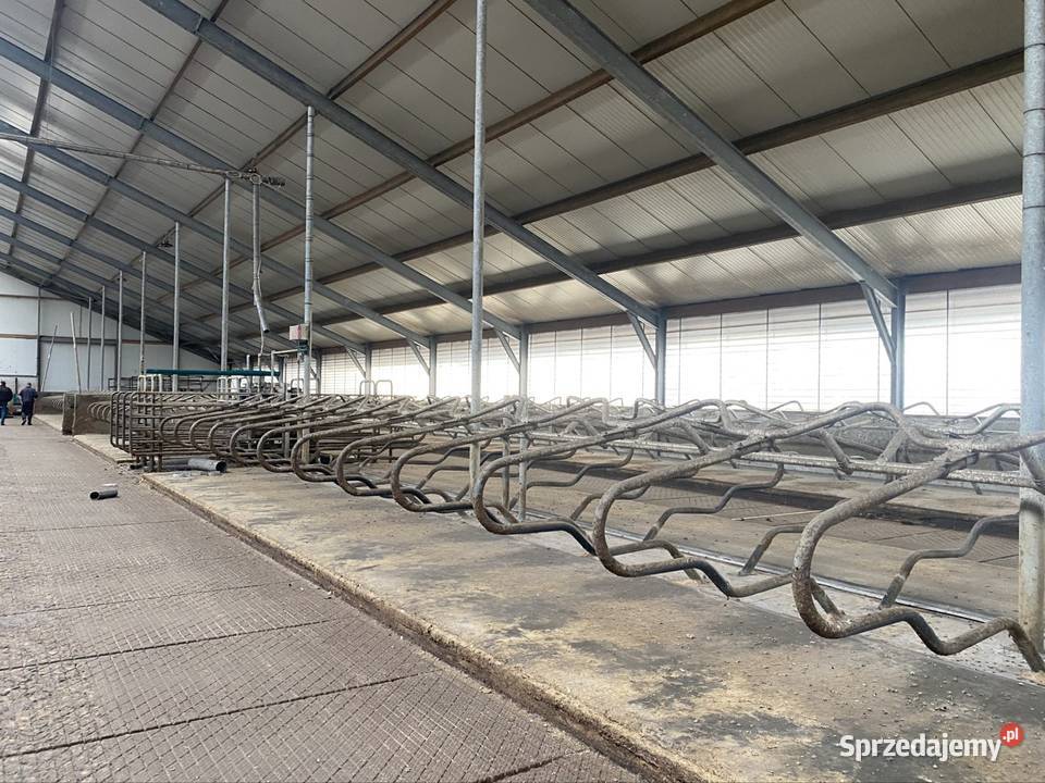 Hala stalowa obora Hodowla bydła podlaskie