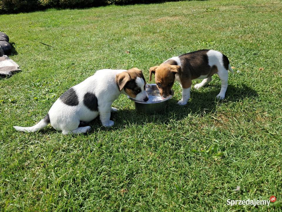Jack russell terrier Bieliny sprzedam