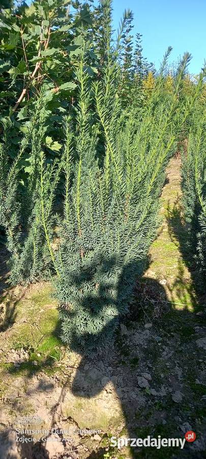 Cis hicksii I hilli 9060 28 2000 sztuk Ogród wielkopolskie Mąkolno