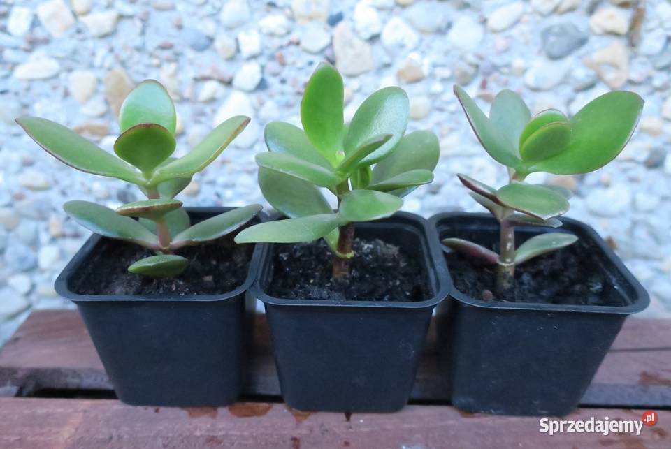 Grubosz jajowaty Crassula Ovata drzewko Brwinów