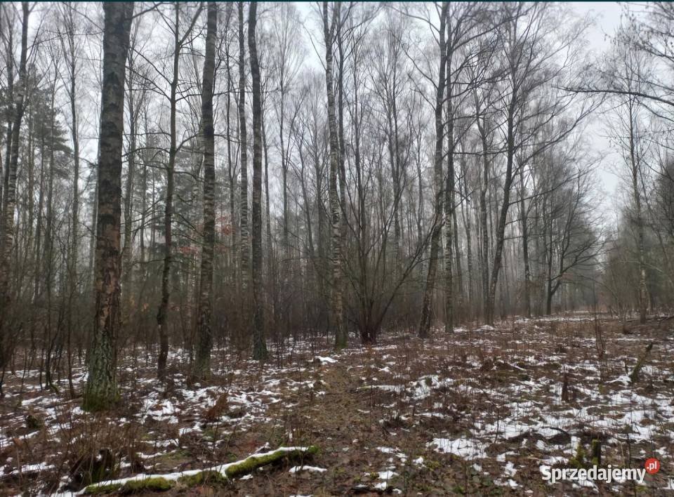 Sprzedam las mieszany z gruntem 139 ha Turza Wielka