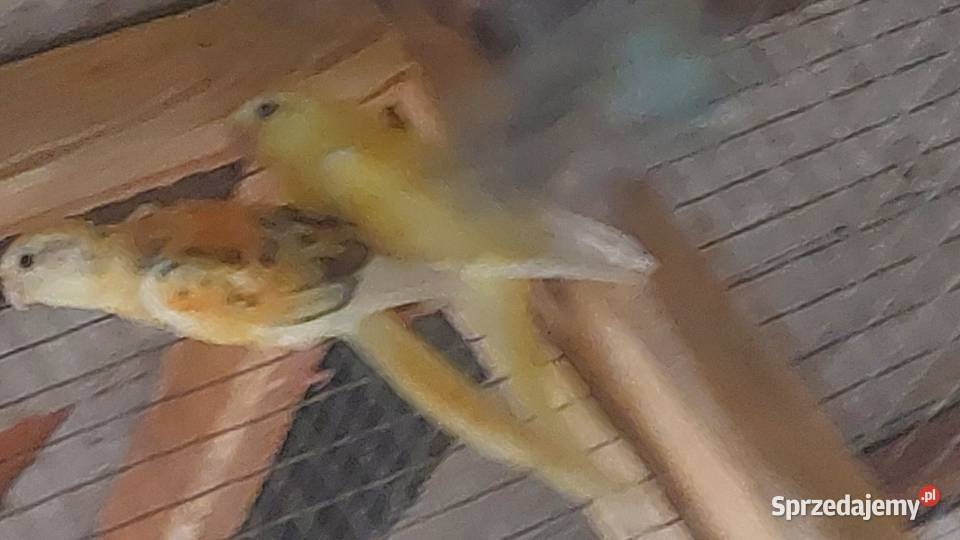 Sprzedam papugi Ptaki