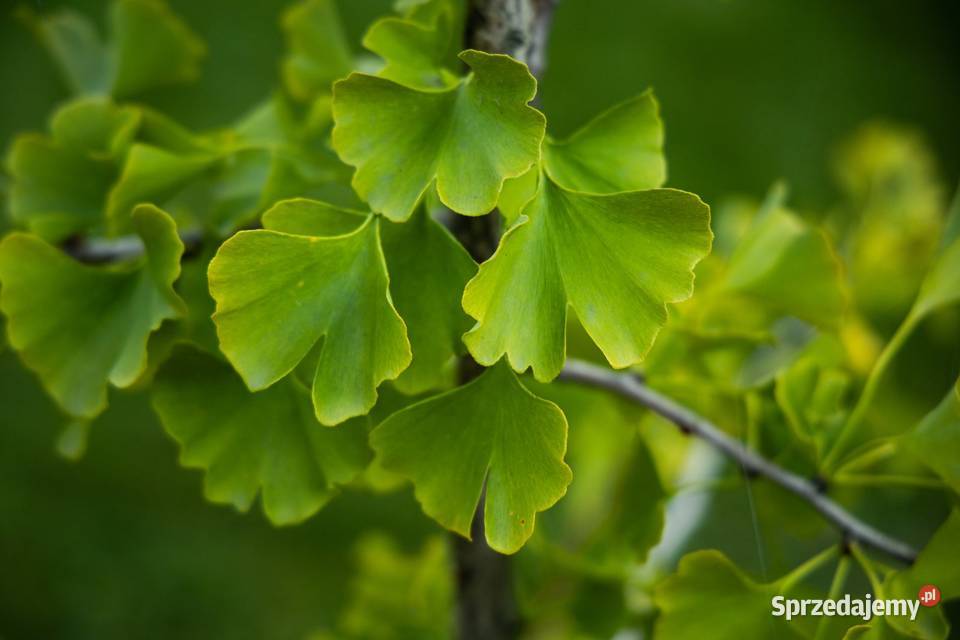 Miłorząb dwuklapowy Ginkgo biloba obwód 1214 z wielkopolskie