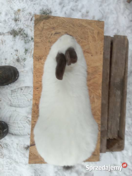 Króliki kalifornijskie czarne Żerdź