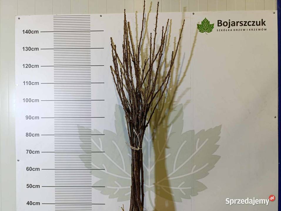 Sadzonki porzeczki czarnej czerwonej białej PA Stary Pożóg