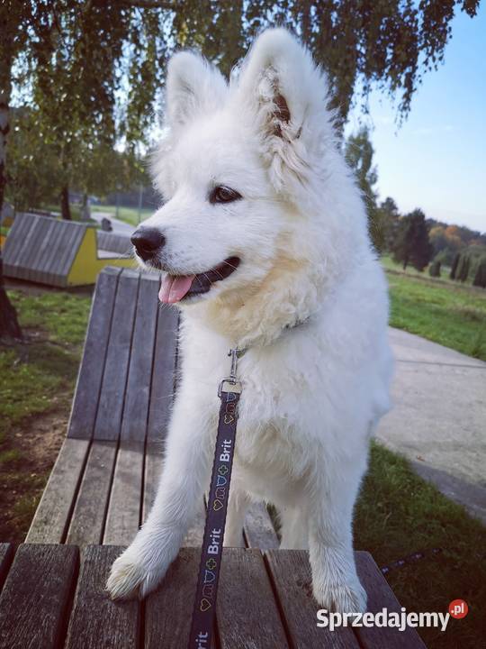 Samojed piesek 5mcy Championie Polski Pozostałe mazowieckie Halinów