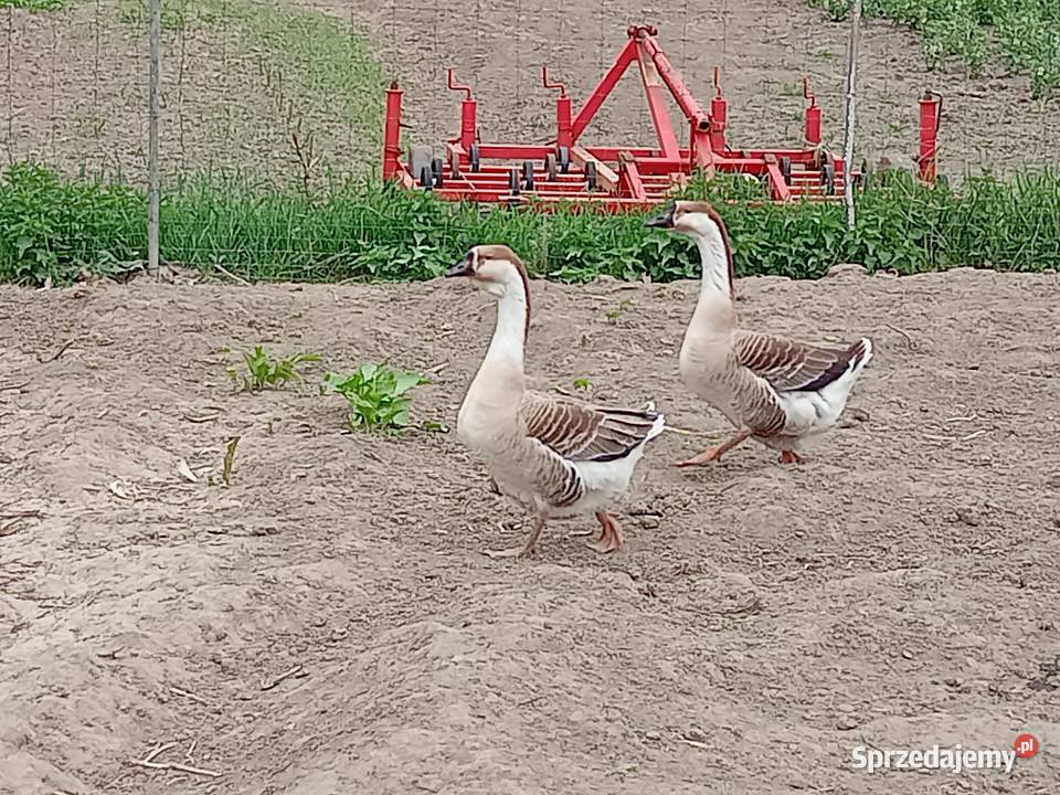 gęsi kubańskie Wawrzeńczyce