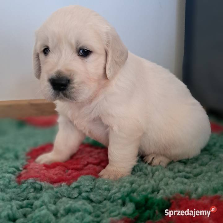 Golden Retriever piesek Wrocław