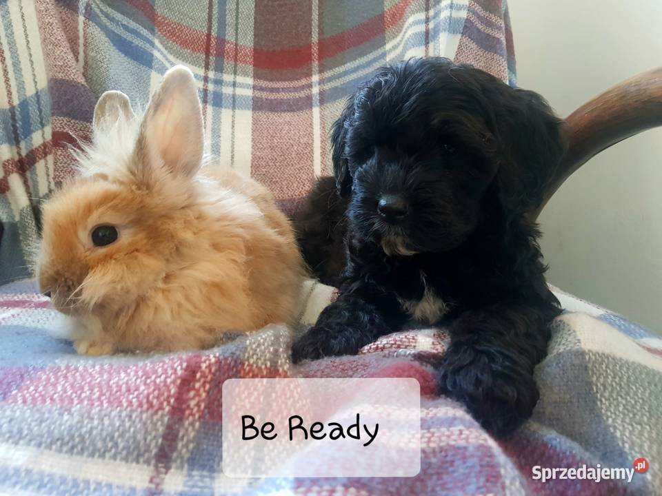 Szczenięta portugalski pies dowodny zkwp FCI Makówiec