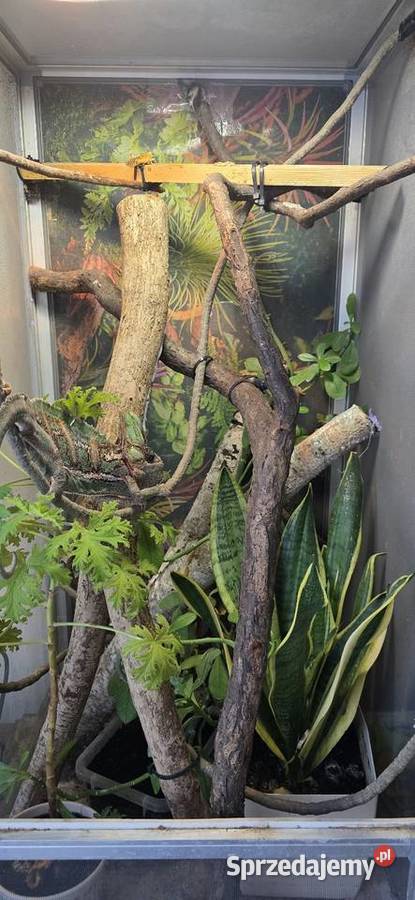 Terrarium Agaty kameleona