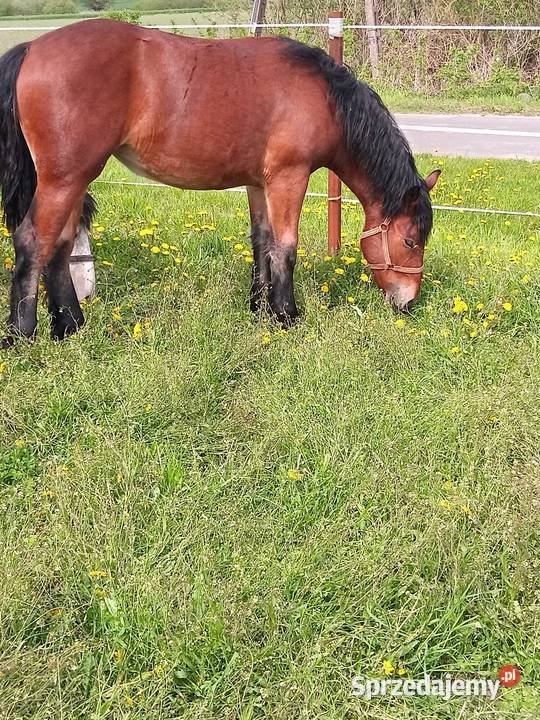 Klacz Polski koń zimnokrwisty kujawsko-pomorskie Kneblowo