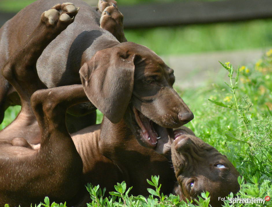 wYŻEŁ NIEMIECKI KRÓTKOWŁOSY Gdańsk