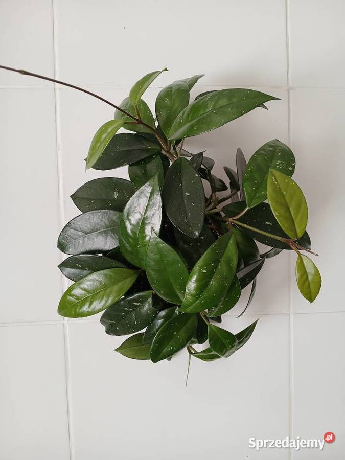 Hoya carnosa hoja różowa 6 pędów w doniczce Zielone Częstochowa