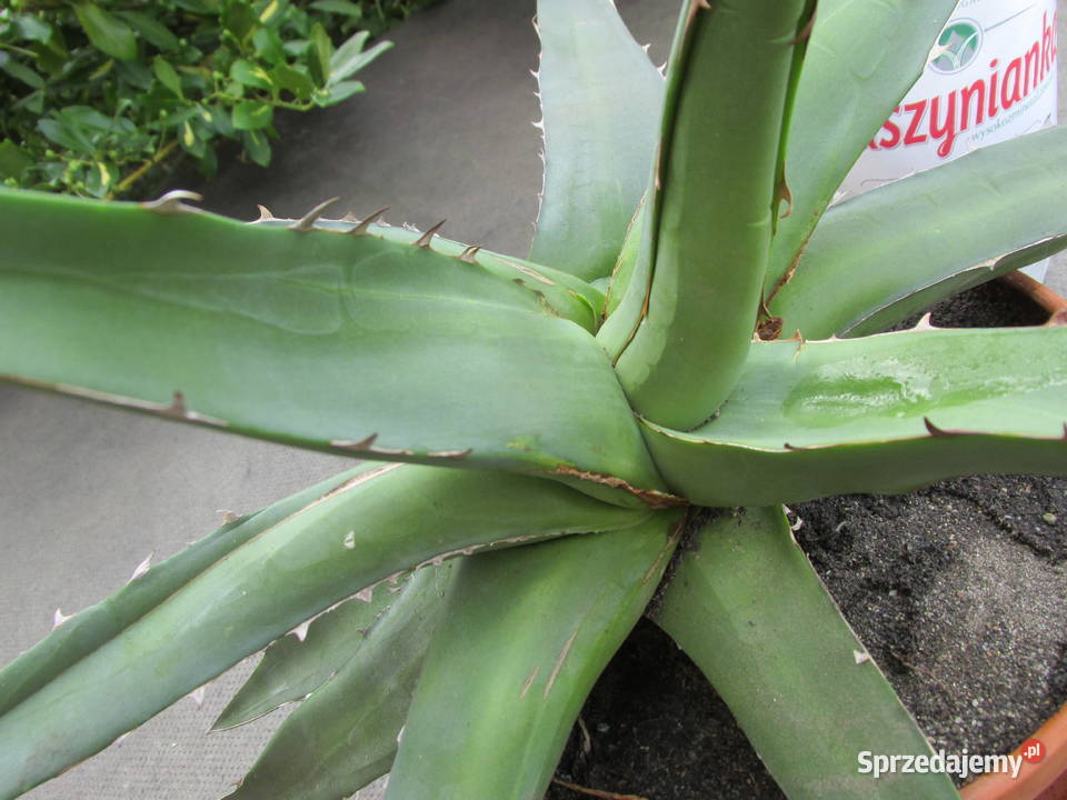Odhodowana endemiczna agawa z Gwatemali agave Kraków sprzedam