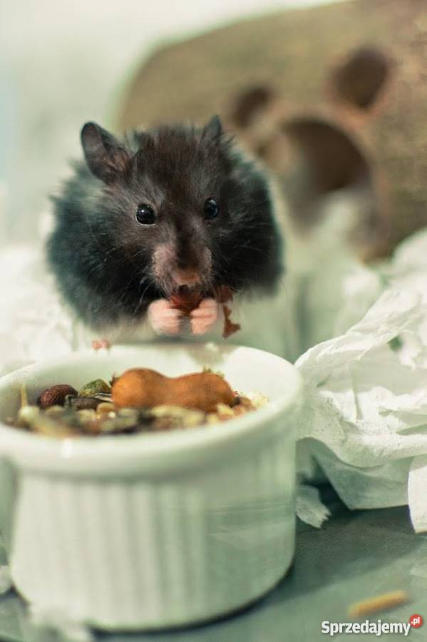 chomiki syryjsie długowłose