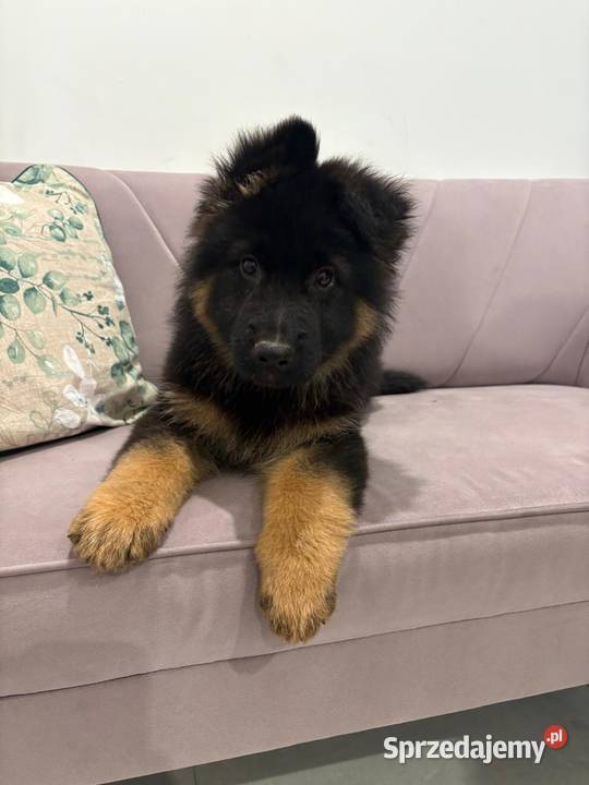Owczarek Niemiecki szczeniak Stara Huta