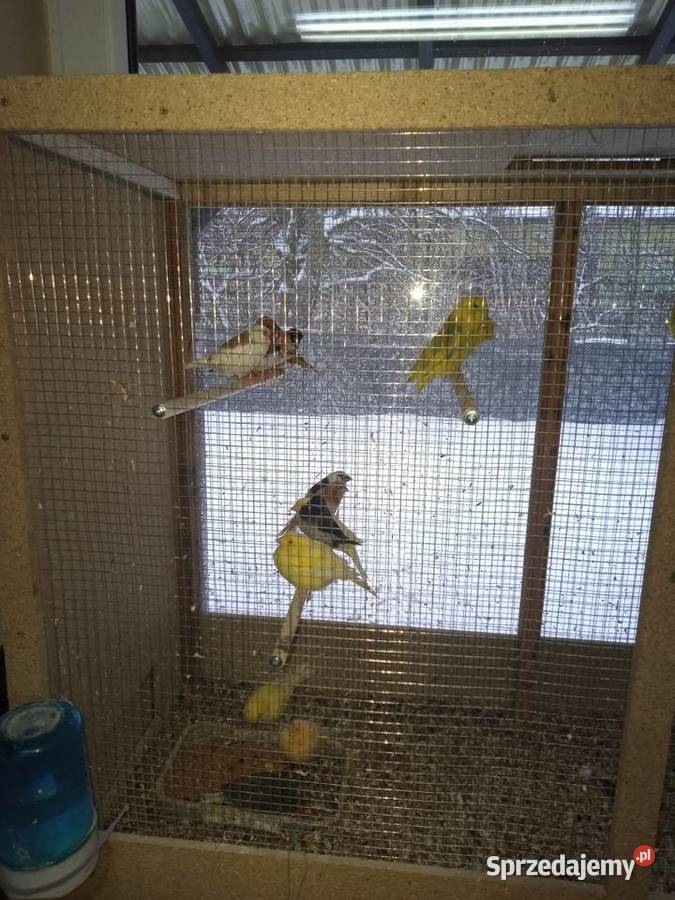 Ptaki Drobna Egzotyka Zwierzęta Lucin sprzedam