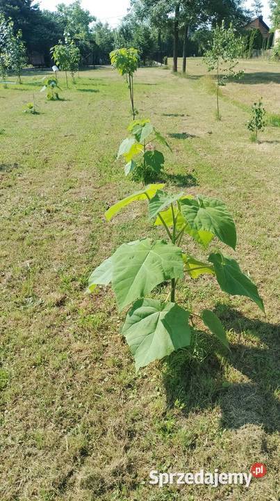 Paulownia 30 sztuka świętokrzyskie Czarzyzna