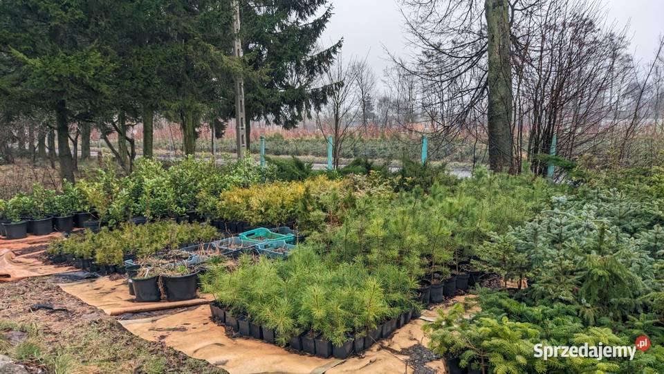 Sadzonki drzewek owocowych CENY 10 Dobrzyń nad Wisłą sprzedam