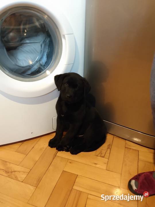 Labrador czarny 3 miesiace sprzedam