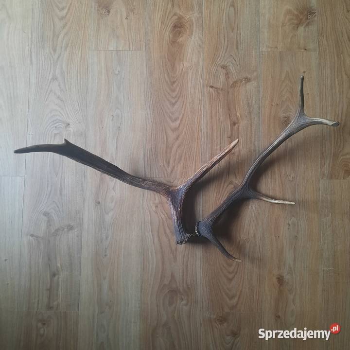 Poroże Pozostałe Siechnice sprzedam