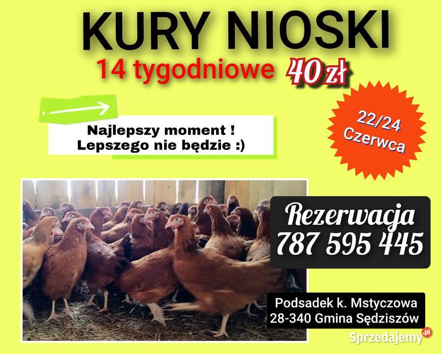 KURY NIOSKI 14 tygodniowe
