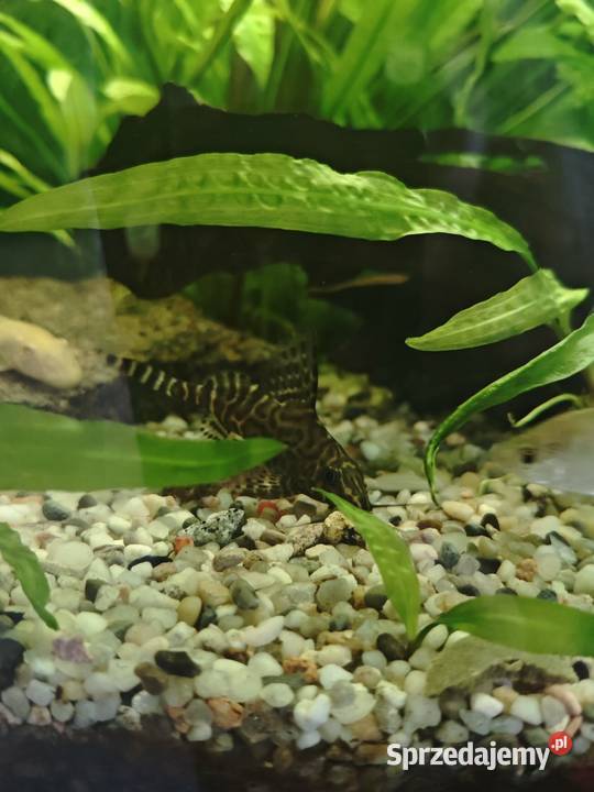 Giętkoząb sum synodontis Sędziszów Małopolski