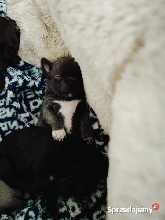 Chihuahua liliowy mazowieckie Warszawa