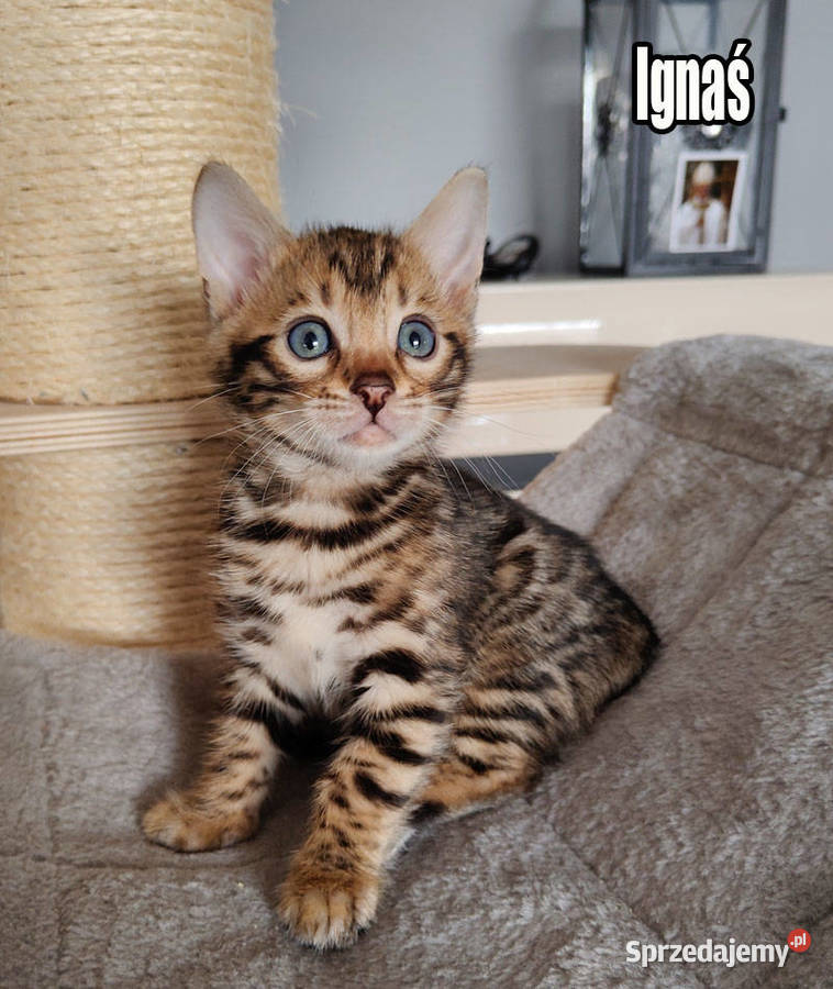 Kocięta bengalskie z rodowodem łódzkie sprzedam