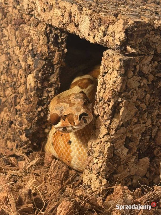 Boa Imperator Jungle Bydgoszcz