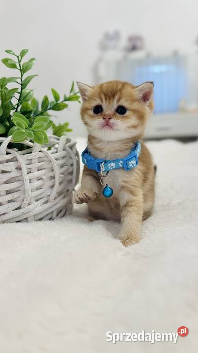 Kotek szkocki złoty Scottish fold Do rezerwacji Wrocław