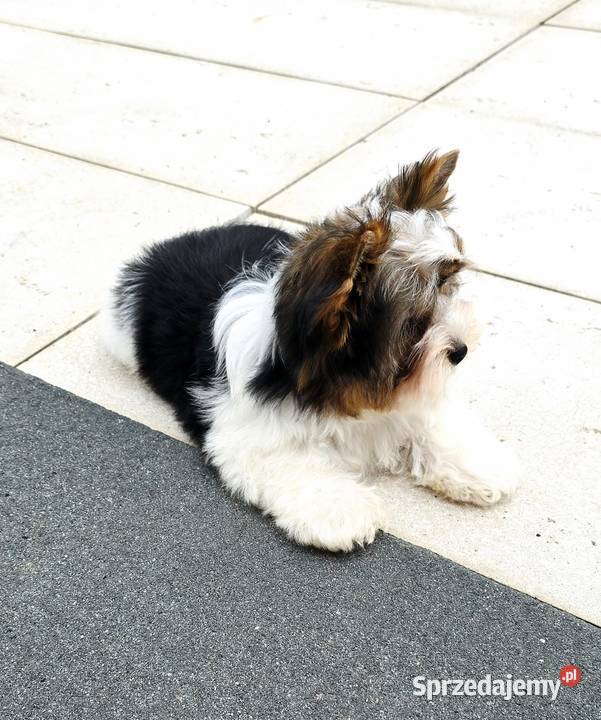 Malutki piesek 100 Biewer Yorkshire Terrier Do Orzesze