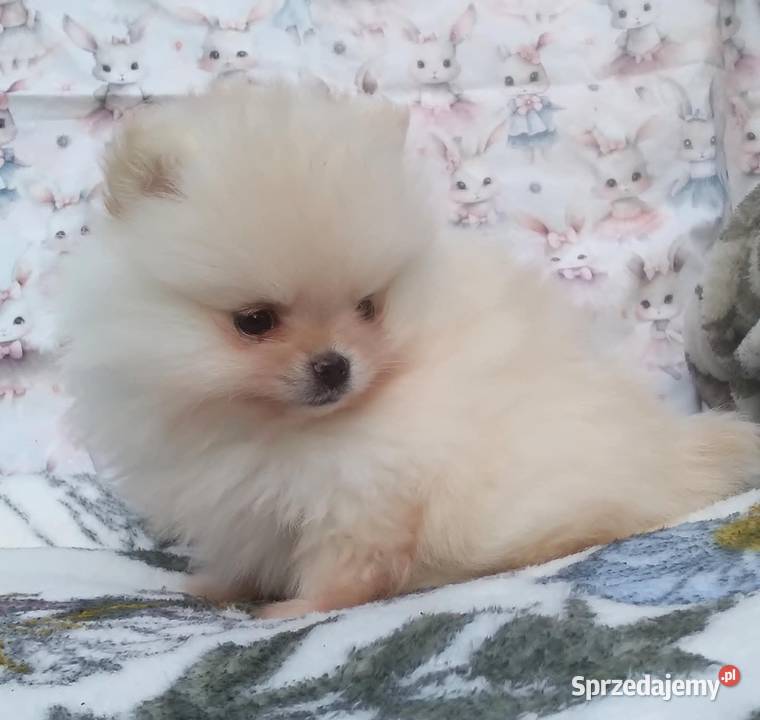 Pomeranian szpic miniaturowy cudowna MALUTKA Zwierzęta sprzedam