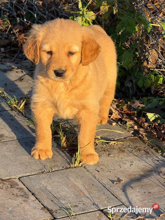 Szczeniaki Golden retriever Kielce sprzedam