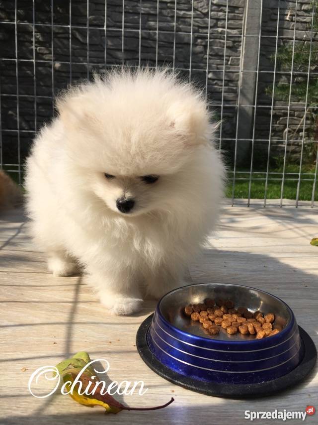 Pomeranian Psy świętokrzyskie