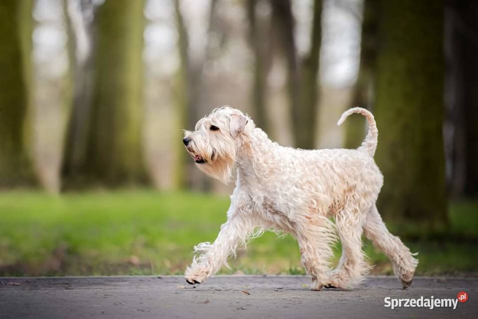Irish soft coated wheaten terrier terier Pozostałe Brwinów