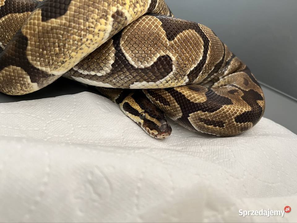 Pytony królewski samice młode i podrostki Gady i płazy Pszczyna