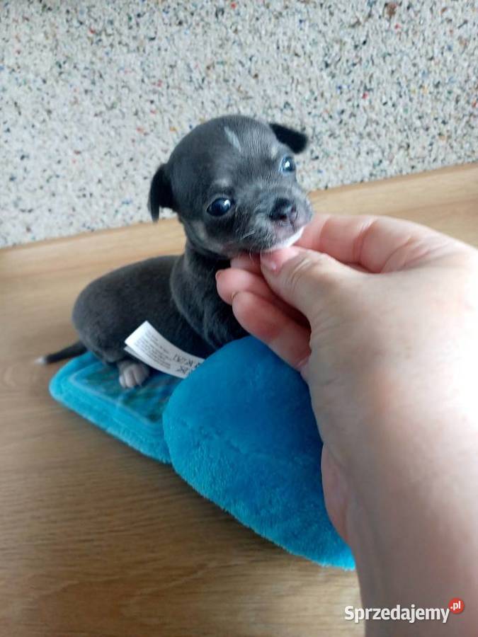 Niebieska Ziawjskowa Dziewczynka Chihuahua