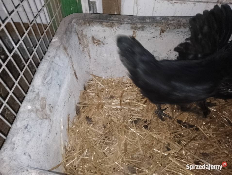 Kury ayam camani Dubin