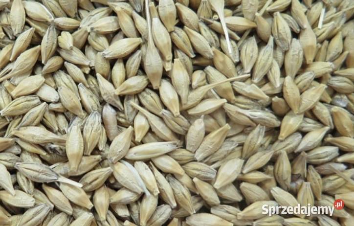 Pszenica jęczmień mieszanka Mielec