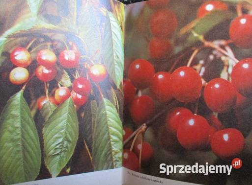 Działka moje hobby 1979r działka ogród uprawy Łódź