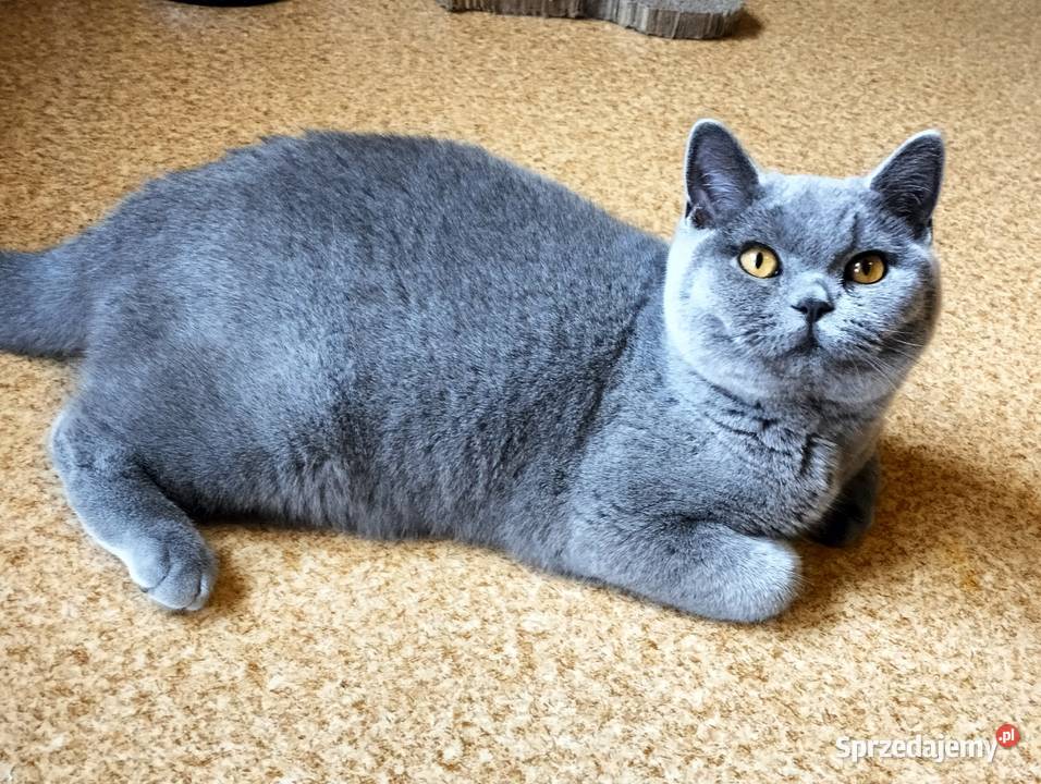 Kochany Waldi już do odbioru Rodowód Zwierzęta Łódź