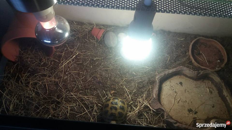 Żółw stepowy z terrarium śląskie